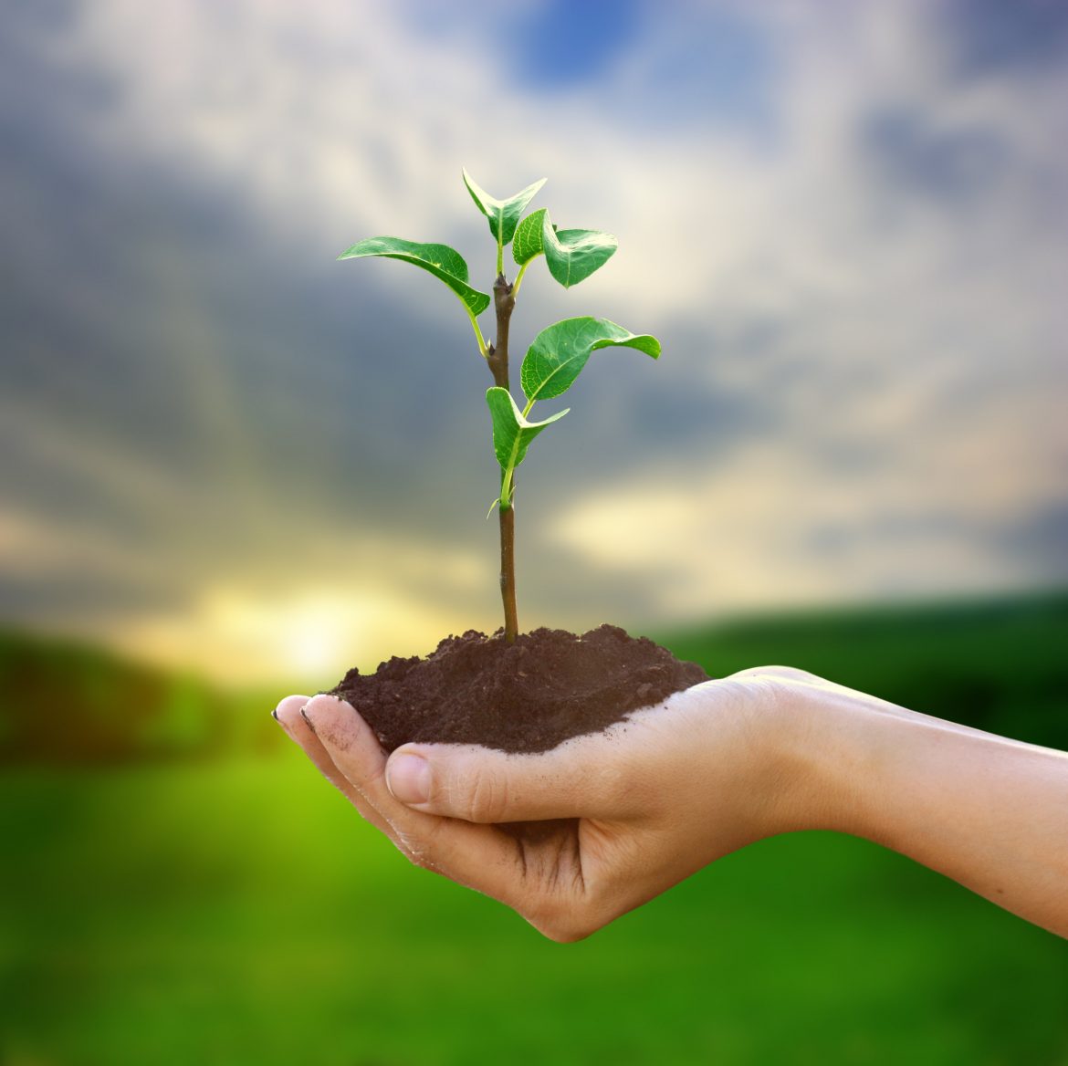 Cáritas prepara dia especial voltado para a conscientização do meio ambiente